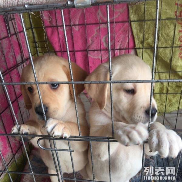 最新土狗繁殖视频教程，土狗繁殖步骤详解