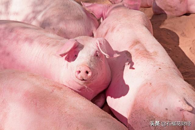天邦股票，学习成长之路，自信铸就美好未来