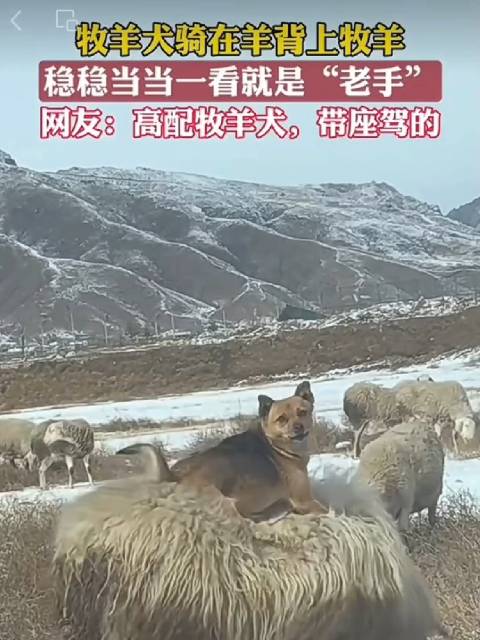 草原温情守护者，最新出售训练精良的放羊犬