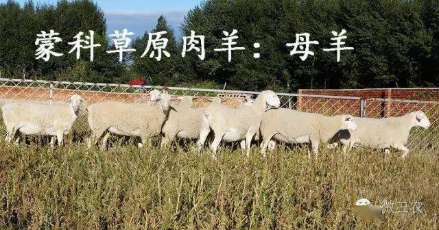 最新活羊行情动态及深度分析