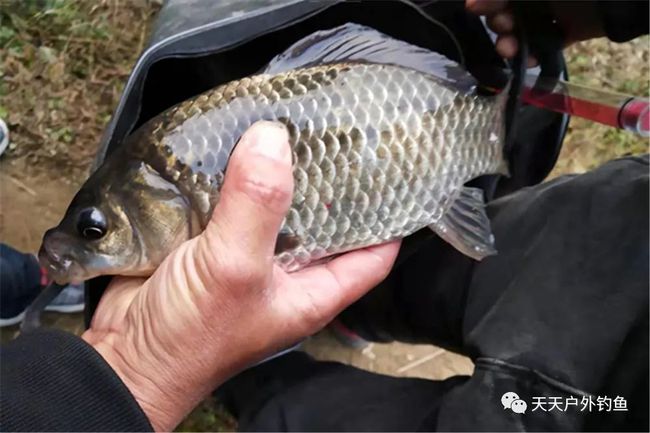 最新拉拉钓法，革新钓鱼技术的魅力所在