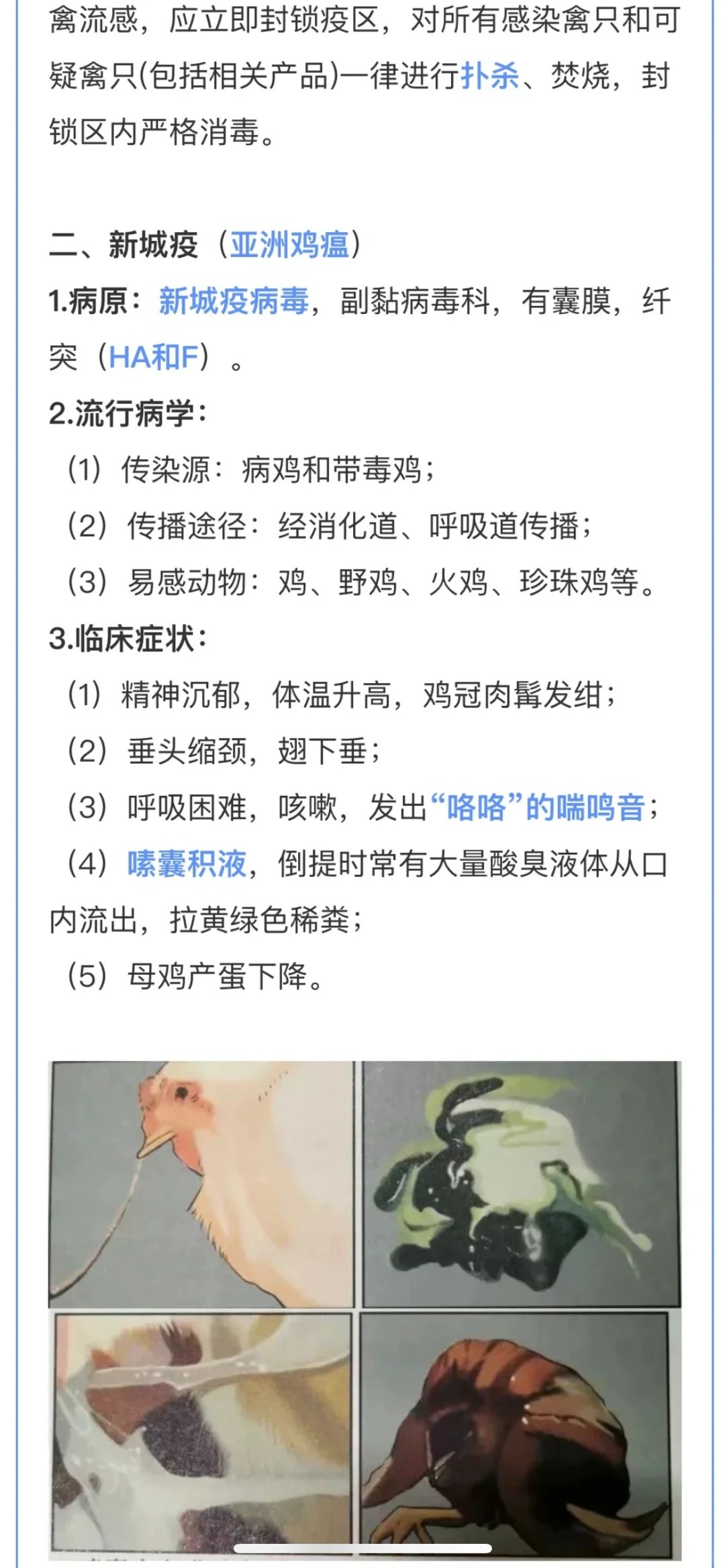 鸡瘟最新动态与小巷深处的特色小店探秘