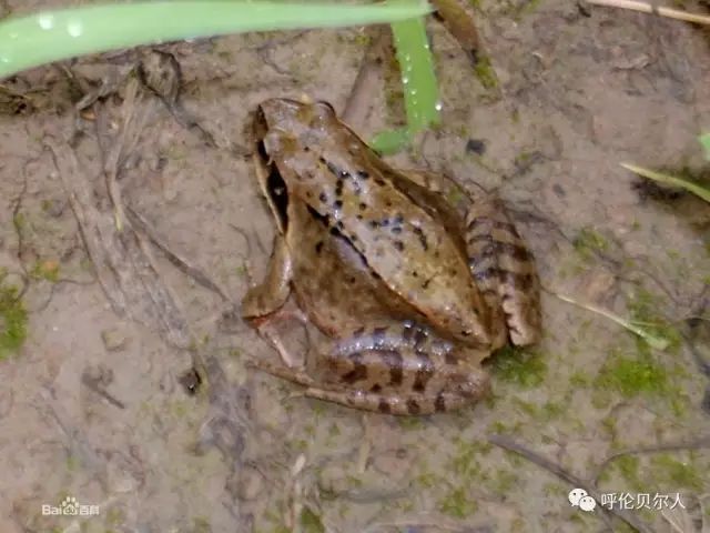 最新林蛙政策详解与步骤指南，初学者与进阶用户的必备参考