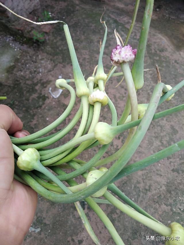 蒜苔最新价格行情与小巷特色小店探秘的双重惊喜