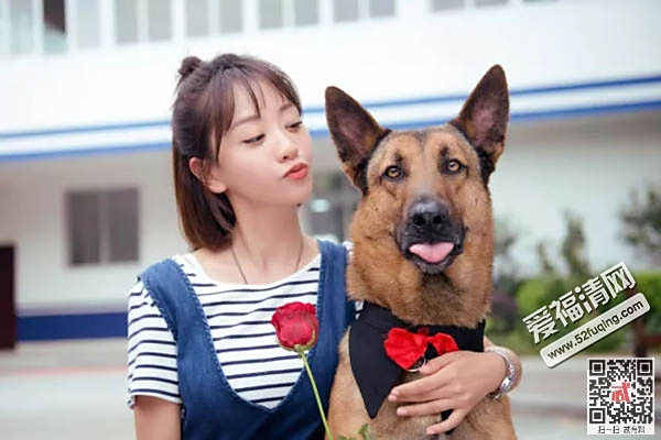 警犬传奇与小巷特色小店，最新警犬电视剧推荐
