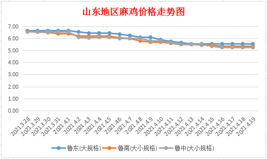 今日山东毛鸡最新价格变化，学习成就自信与梦想之路